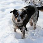 Joey im Schnee