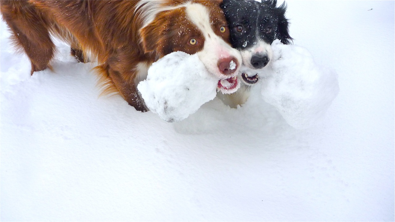 Joey und Amber im Schnee