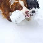 Joey und Amber im Schnee