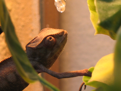 Joey und der Wassertropfen