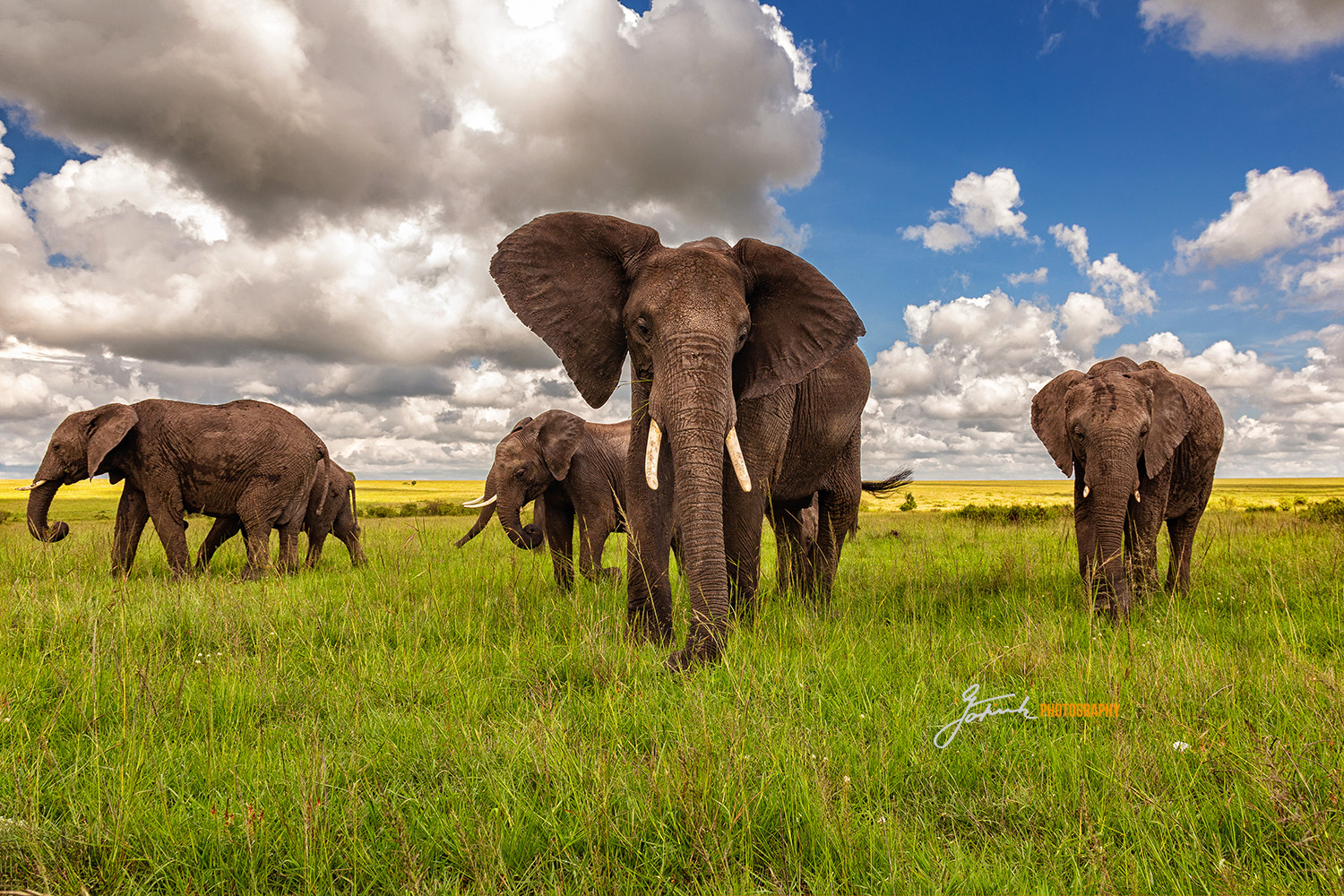 JoFink Fotosafaris Elephants