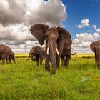 JoFink Fotosafaris Elephants