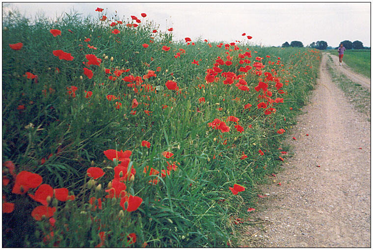 Jogger beim Mohnblüten-Feld