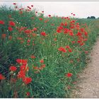 Jogger beim Mohnblüten-Feld