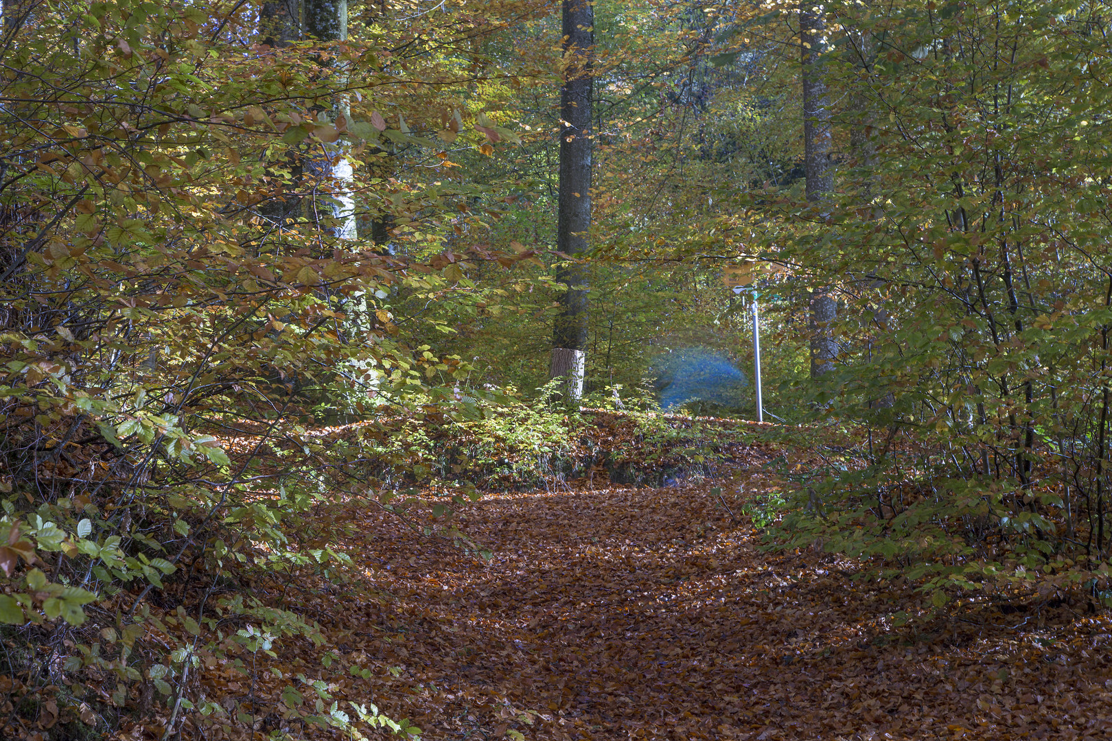 Joggerin im Wald