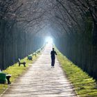 Joggerin in Herrenhäuser Allee