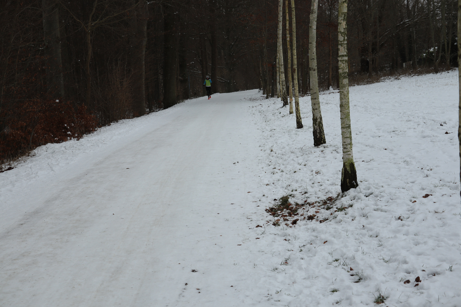 Joggerin mit jungen Birken