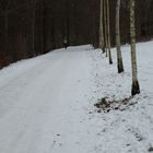 Joggerin mit jungen Birken