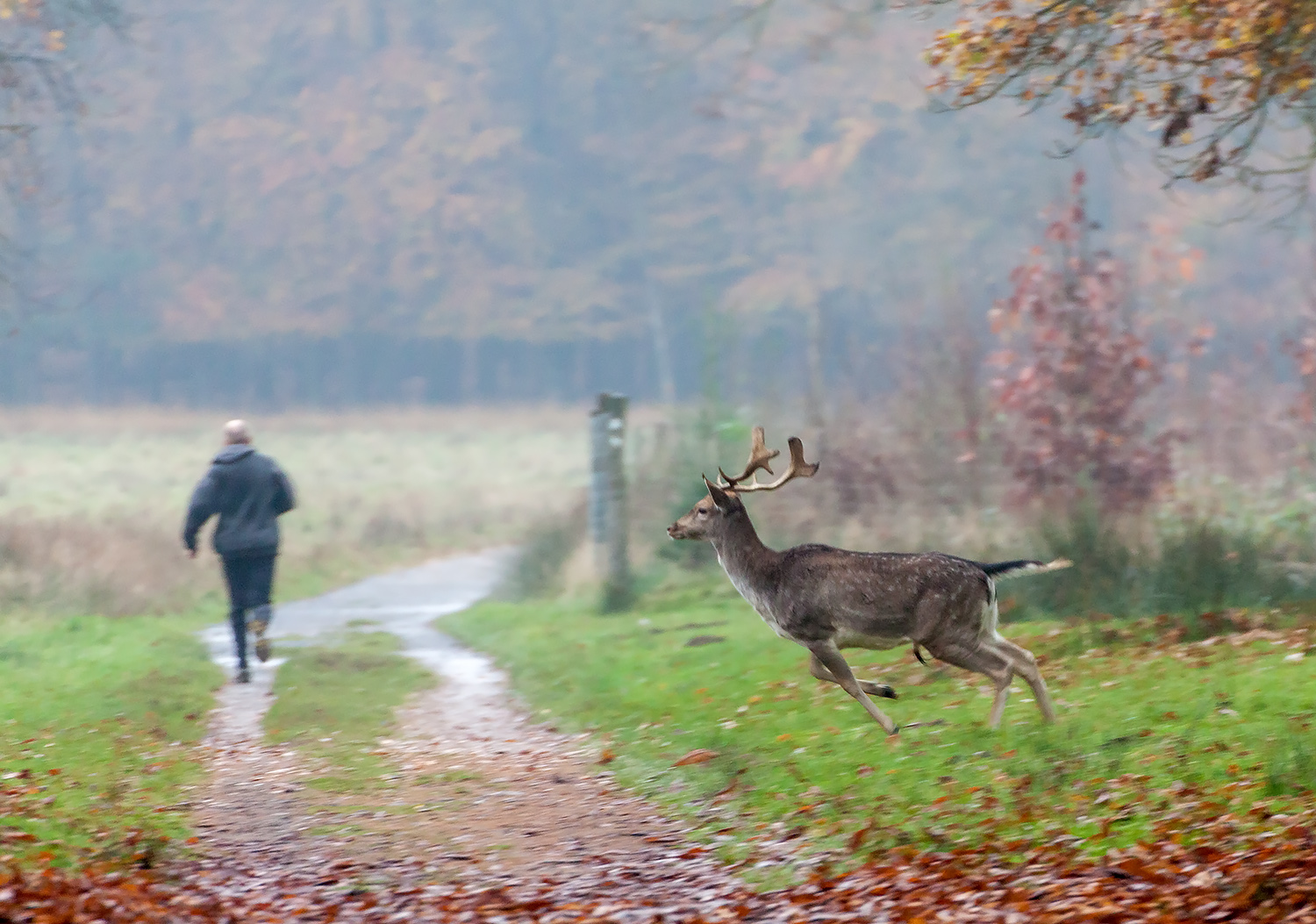 Jogging im Herbst