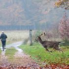 Jogging im Herbst