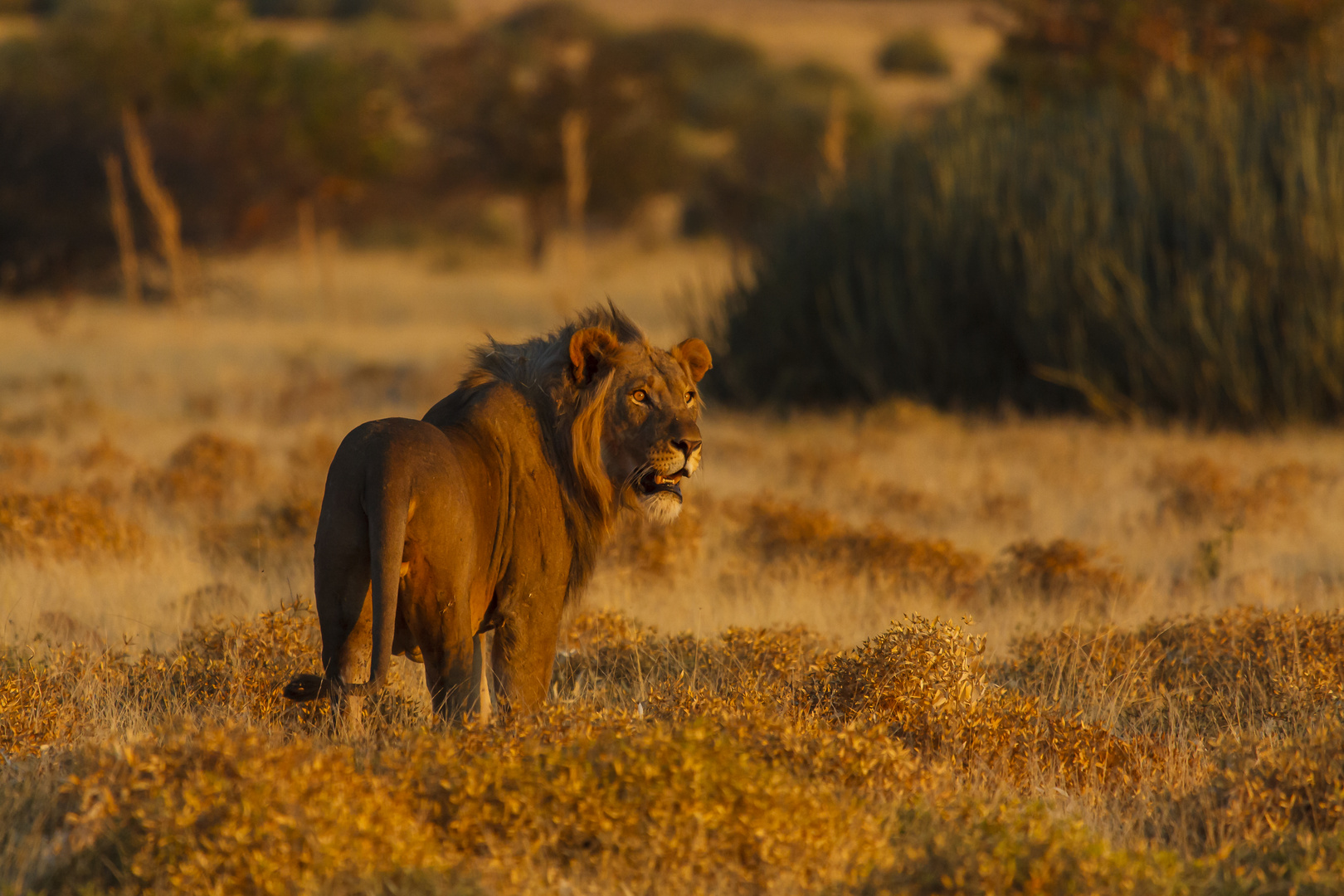 Johann Louw, Southbound Experience-2