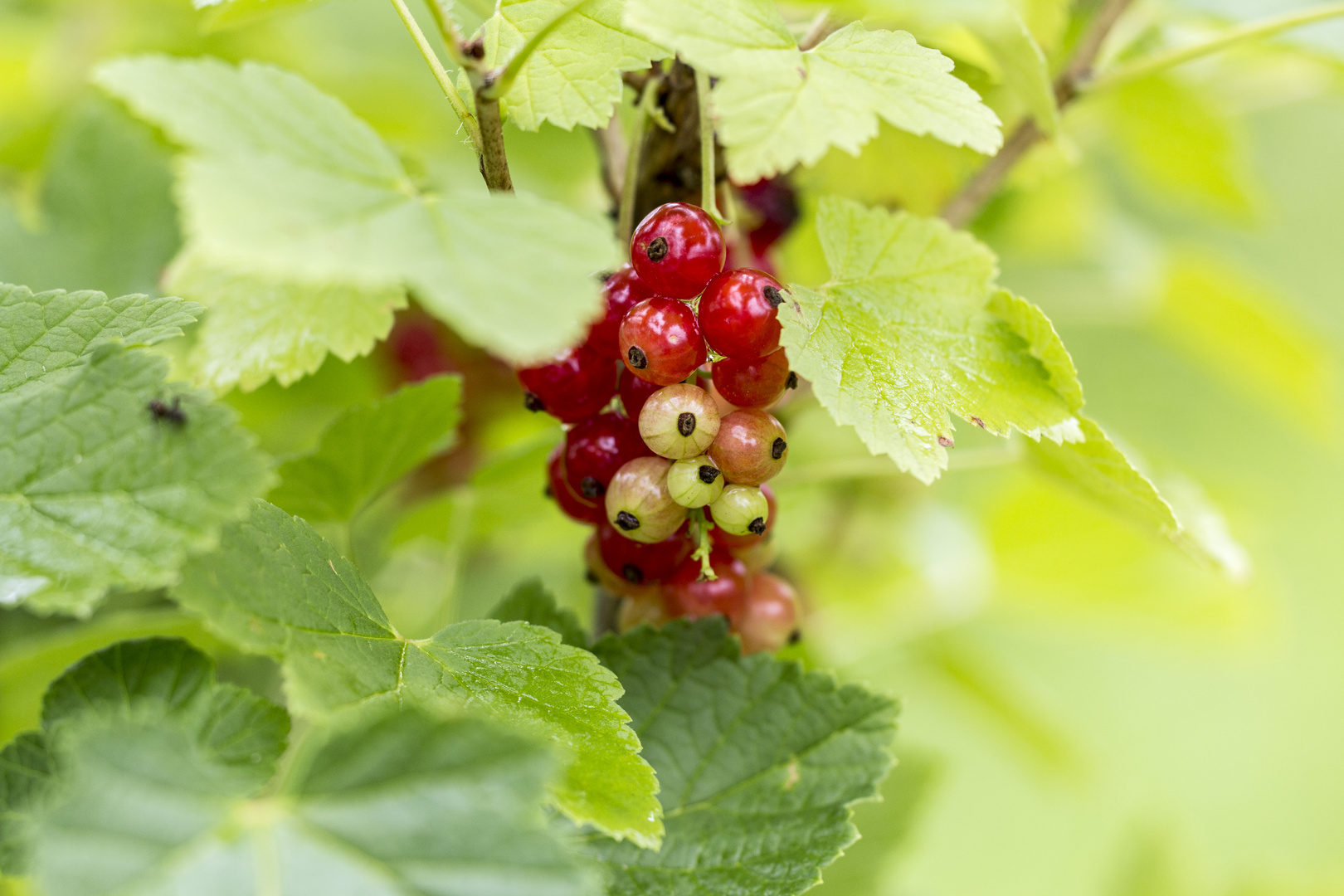 Johannesbeeren