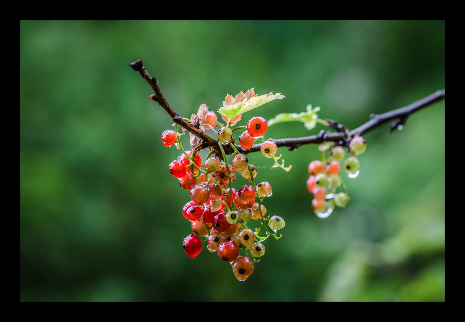 Johannesbeeren im Regen