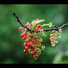 Johannesbeeren im Regen