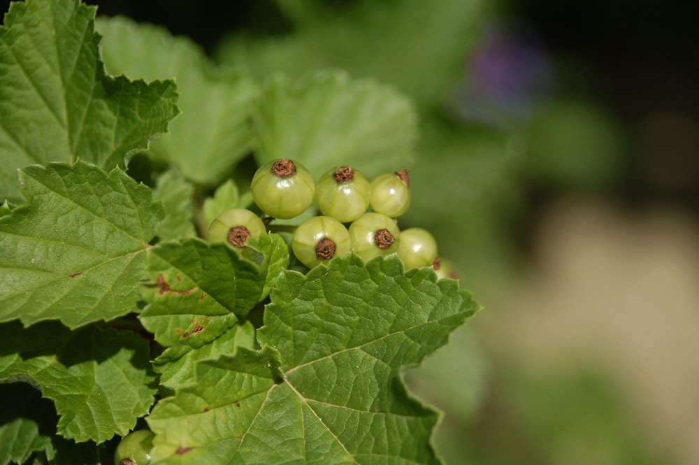 Johannis - oder Stachelbeeren? das ist hier die Frage