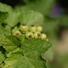 Johannis - oder Stachelbeeren? das ist hier die Frage