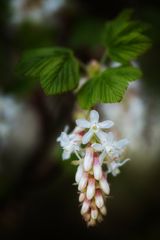 johannisbeer blüte klein