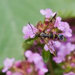 Johannisbeer-Glasflügler (Synanthedon tipuliformis)