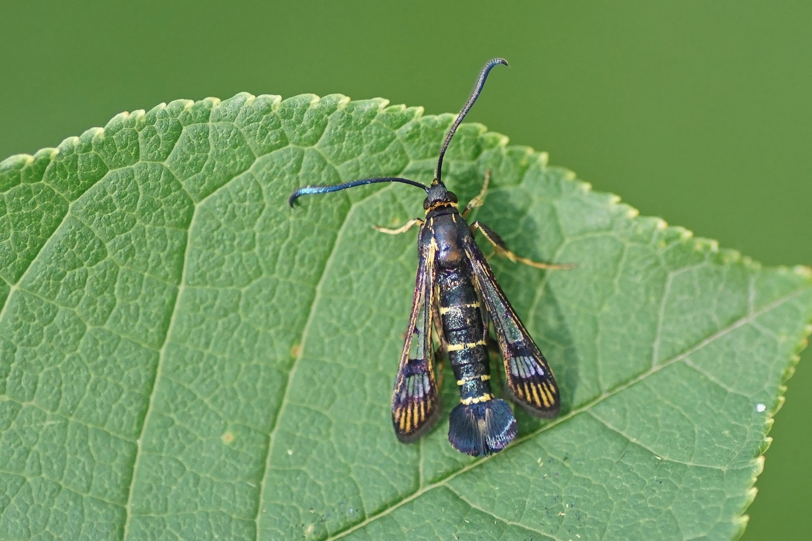 Johannisbeer-Glasflügler (Synanthedon tipuliformis)