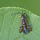 Johannisbeer-Glasflügler (Synanthedon tipuliformis)