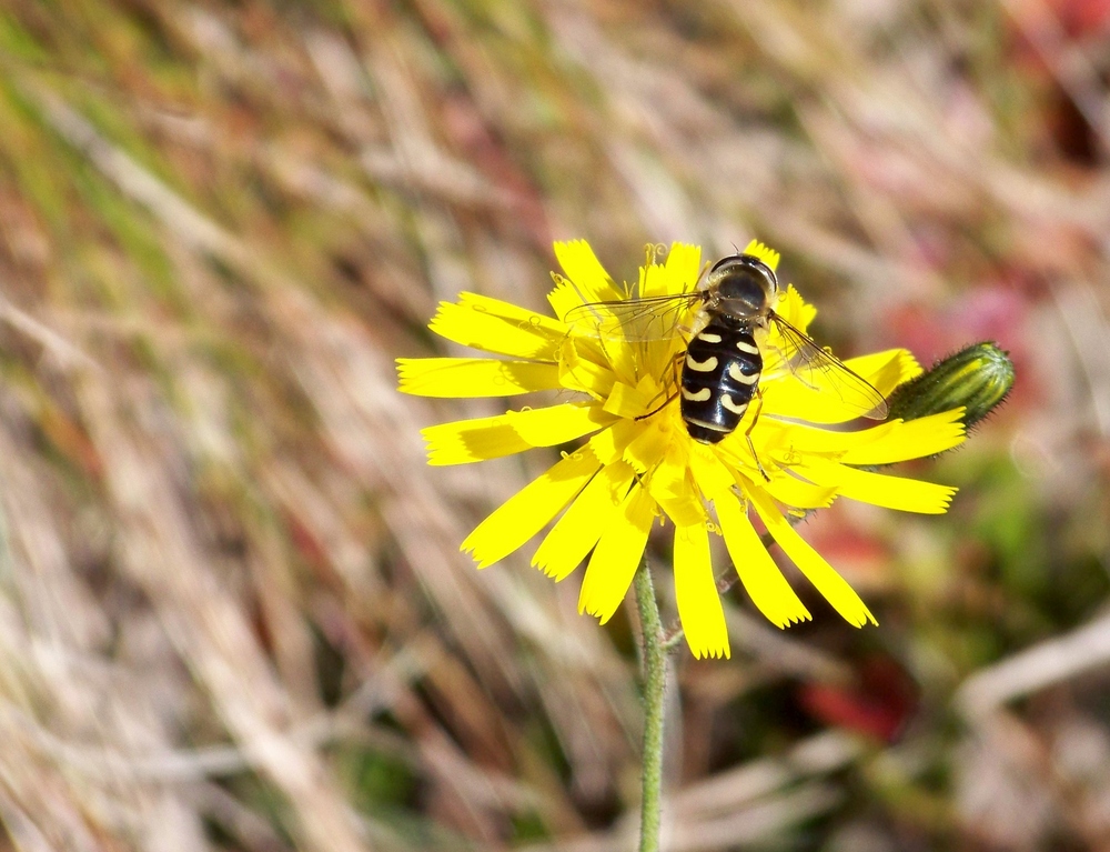 Johannisbeer-Schwebfliege (Scaeva pyrastri)