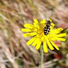 Johannisbeer-Schwebfliege (Scaeva pyrastri)