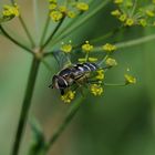 Johannisbeer-Schwebfliege / Scaeva pyrastri