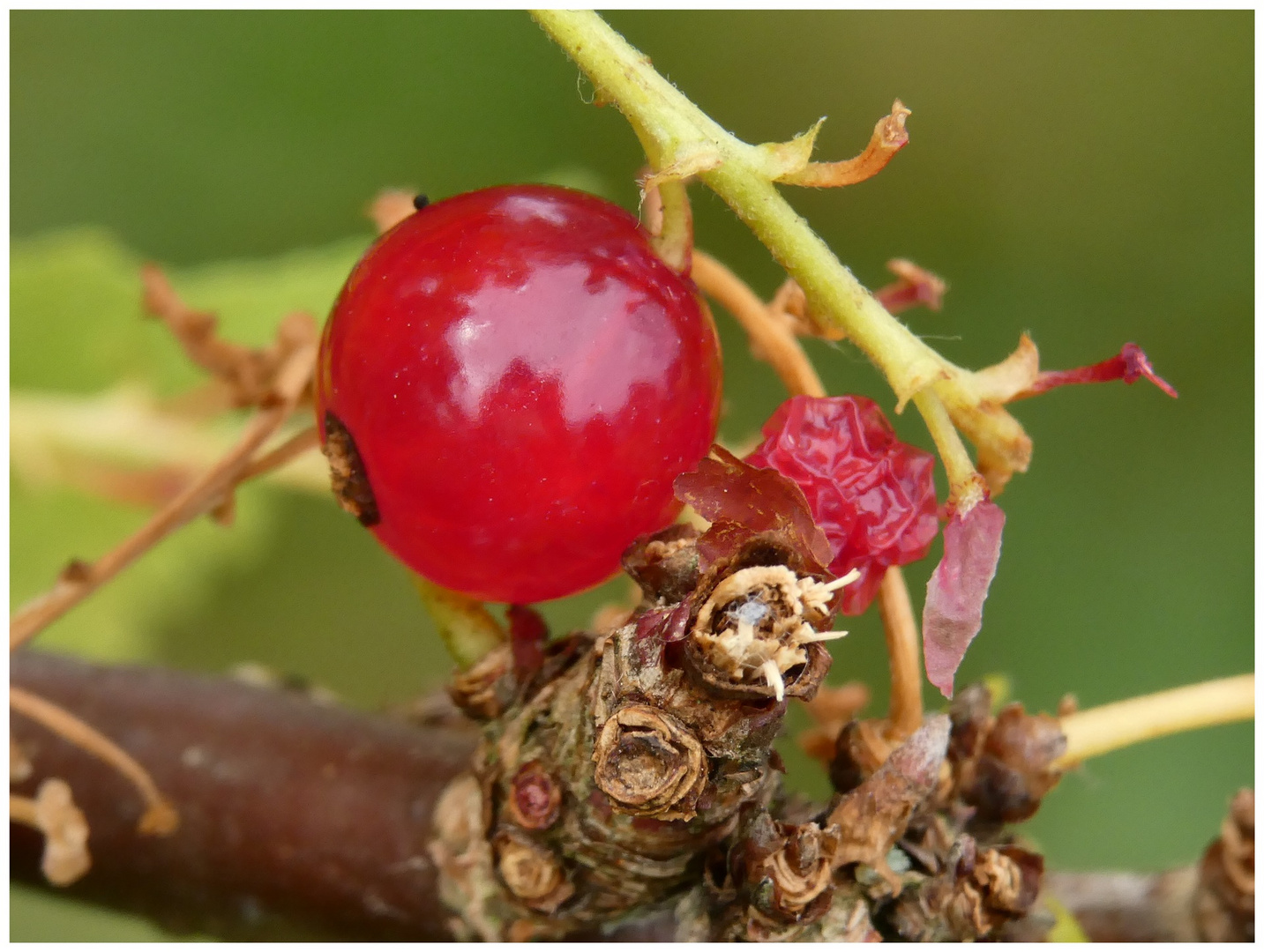 Johannisbeere Foto & Bild pflanzen, beeren johannisbeeren Bilder auf