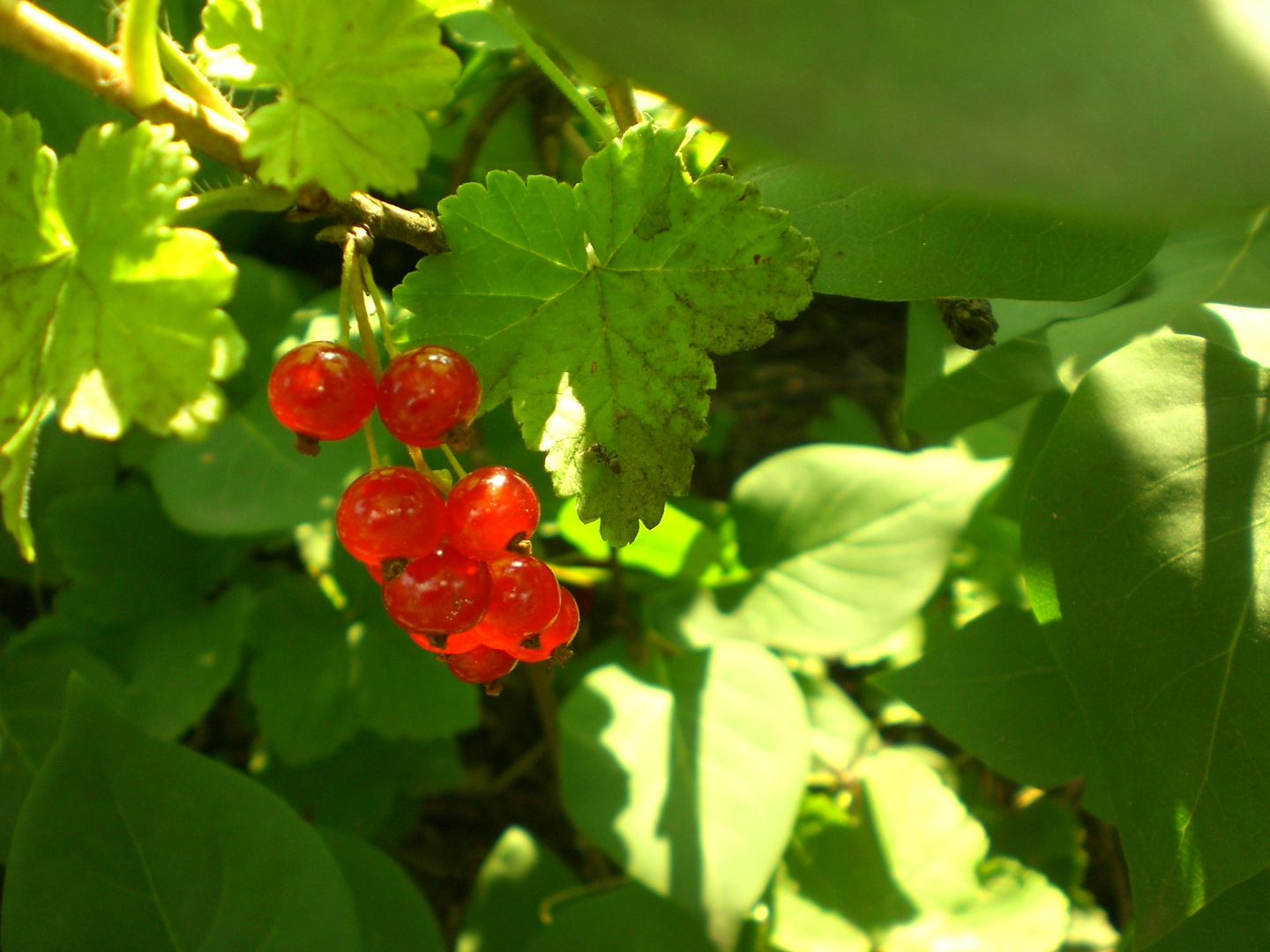 Johannisbeere - der Liebling in Juni/Juli