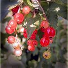 Johannisbeeren,