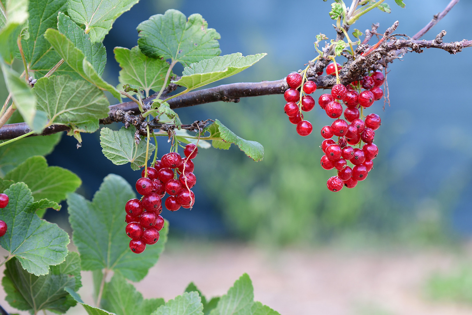 Johannisbeeren