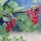 Johannisbeeren