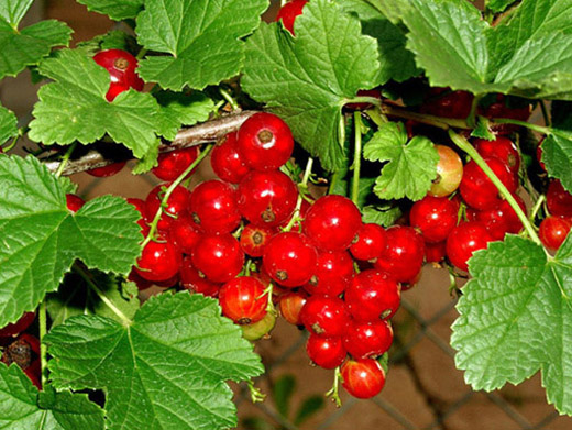 Johannisbeeren