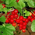 Johannisbeeren