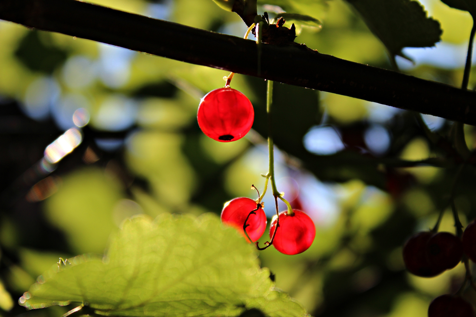 Johannisbeeren