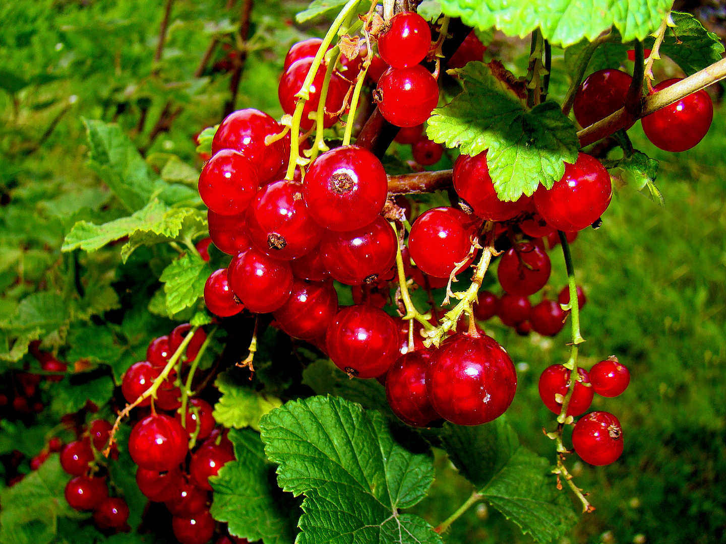johannisbeeren Foto & Bild pflanzen, pilze & flechten, früchte