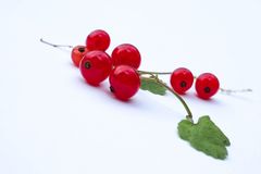 Johannisbeeren