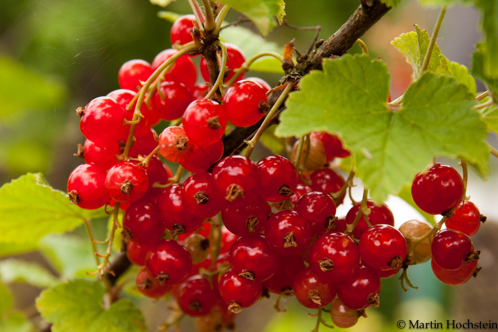 Johannisbeeren Foto & Bild pflanzen, pilze & flechten, früchte und