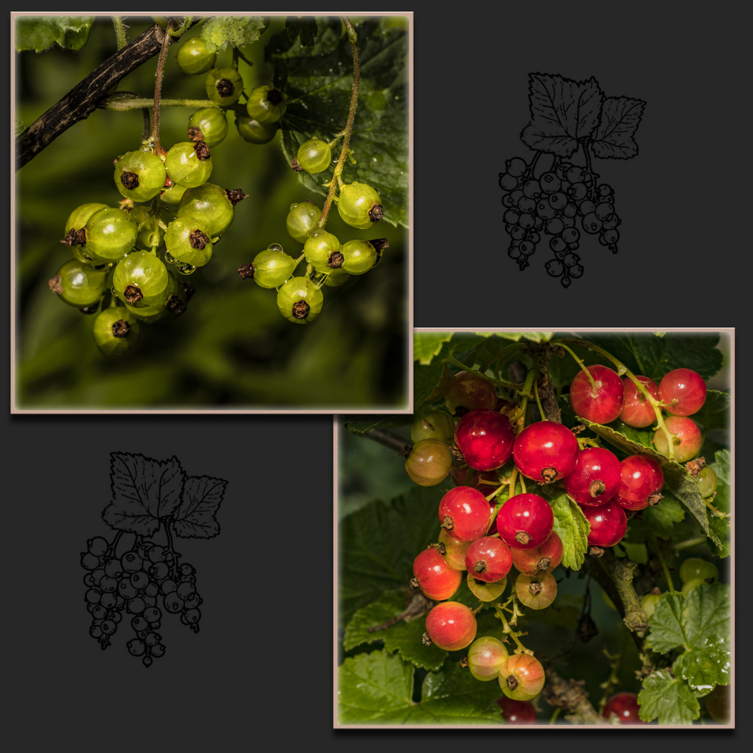 Johannisbeeren