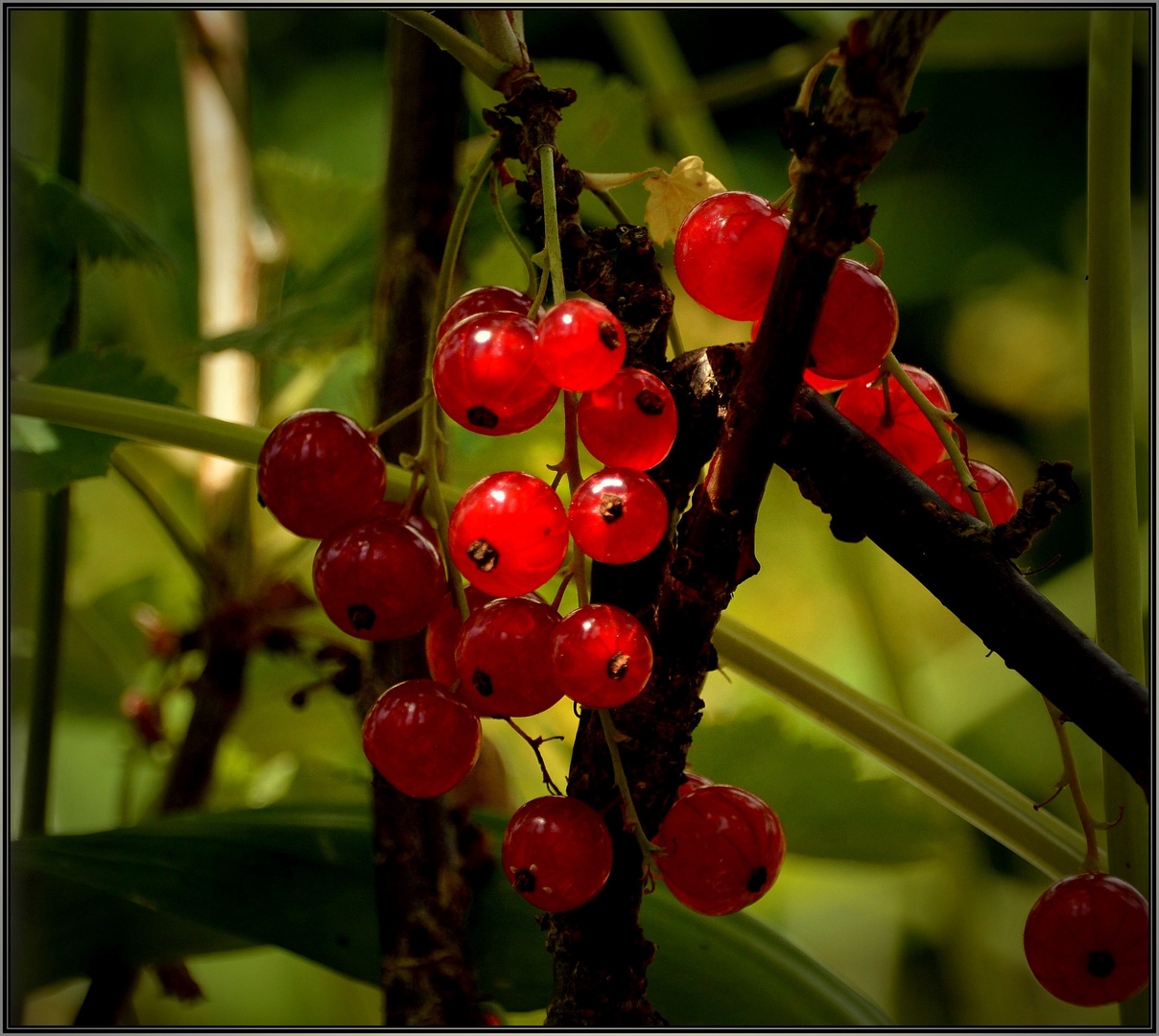 Johannisbeeren