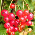 Johannisbeeren