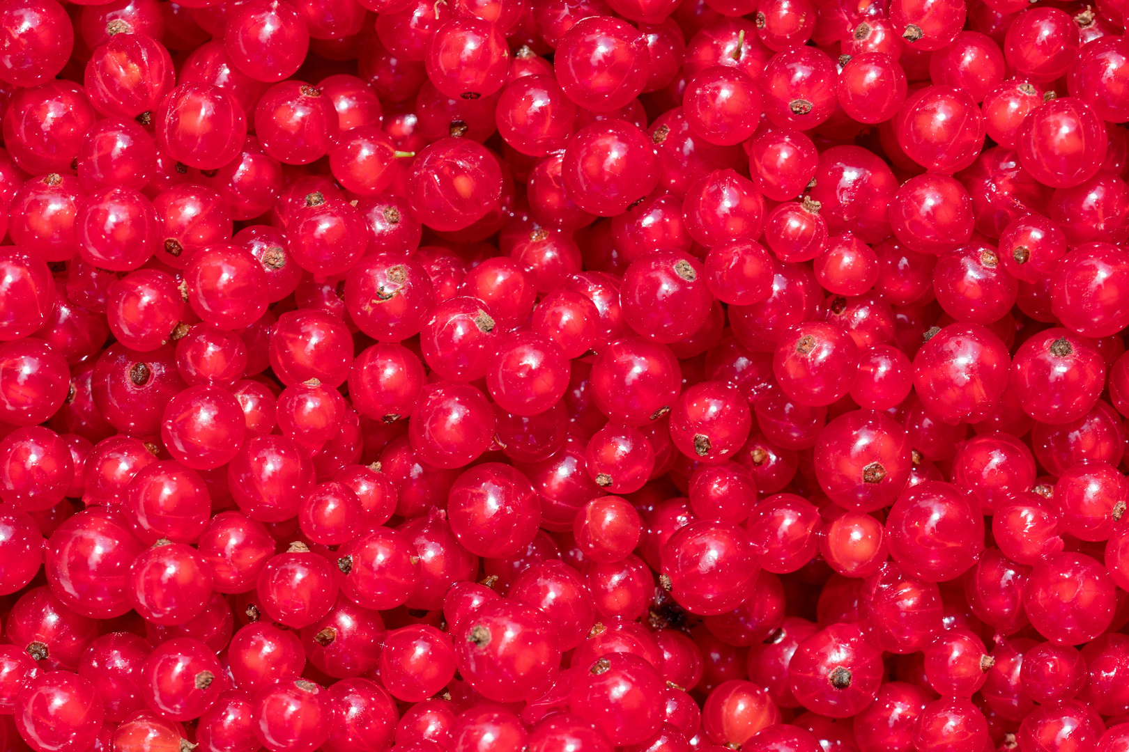 Johannisbeeren