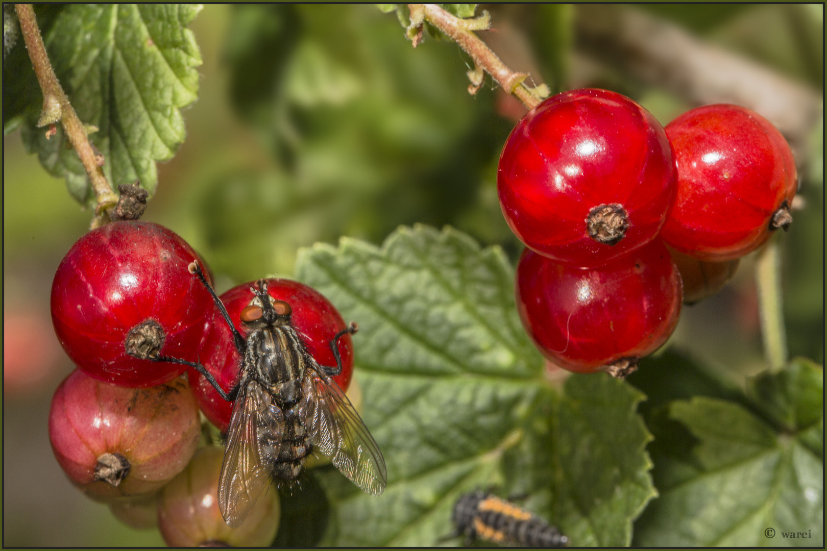 Johannisbeeren ....