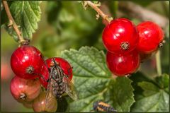 Johannisbeeren ....