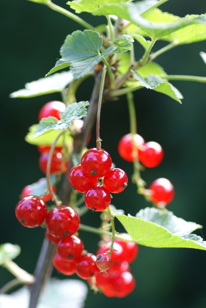 Johannisbeeren