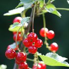 Johannisbeeren