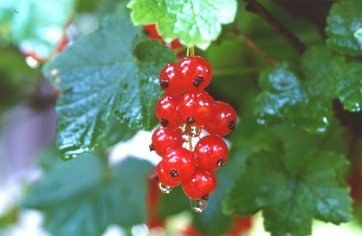 Johannisbeeren