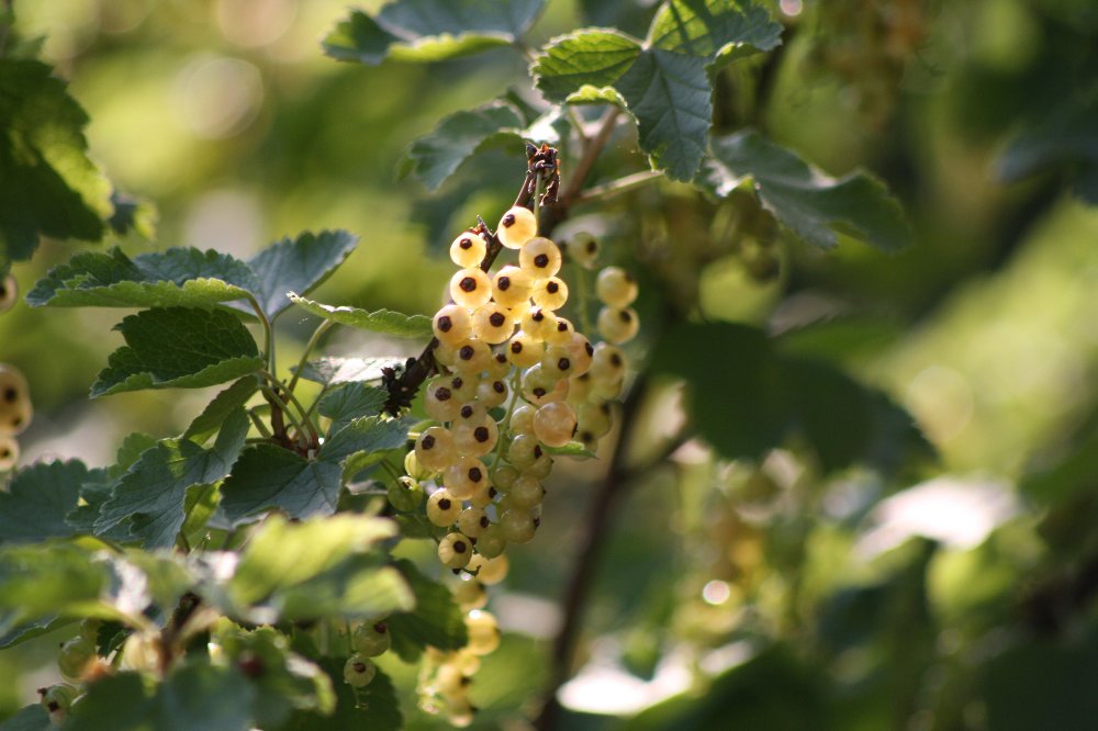 Johannisbeeren