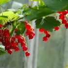 Johannisbeeren