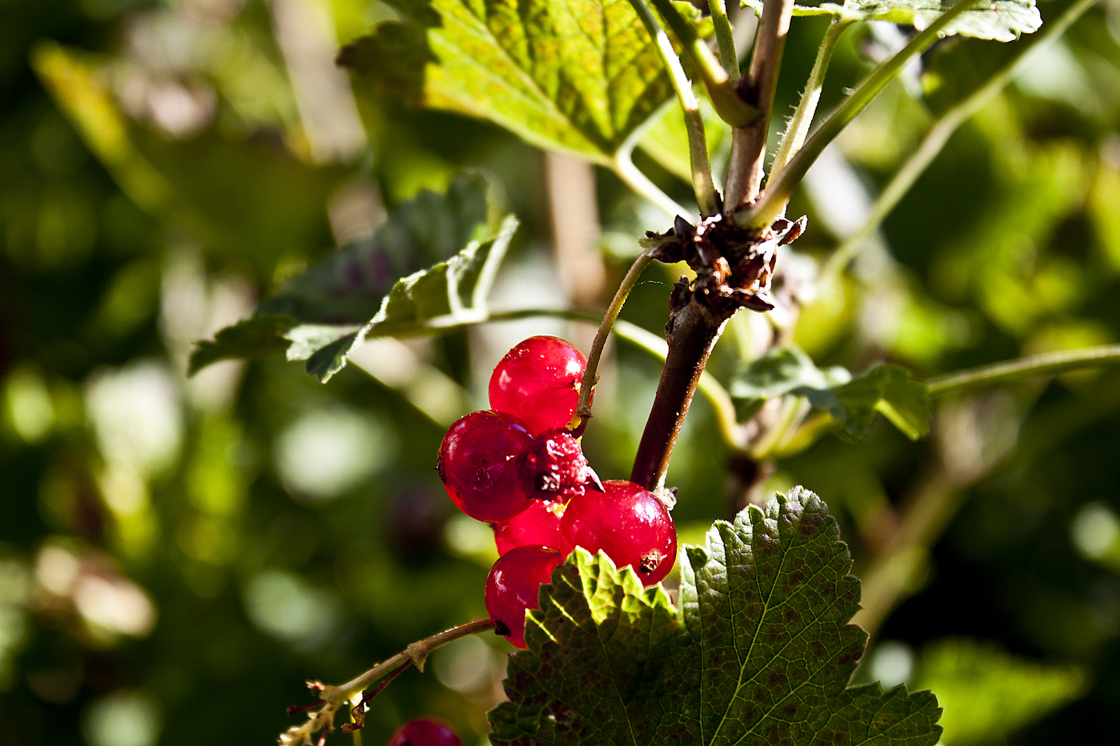 Johannisbeeren